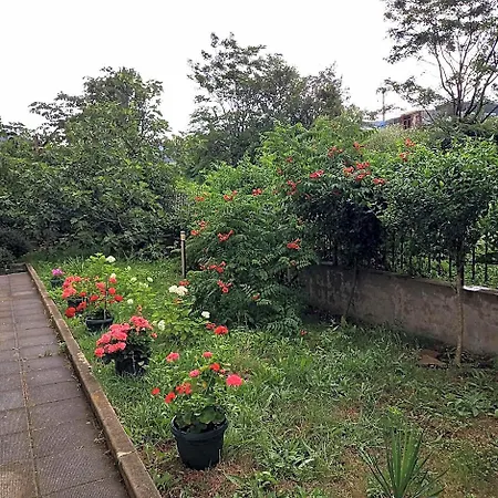 Panoramic Butterfly